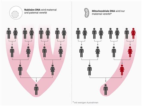 Hereditary! Vererbung des Bösen und Familiengeheimnisse im Schatten einer Tragödie!